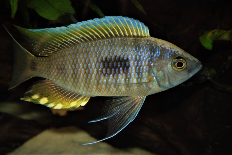Copadichromis geertsi 'Gome'
